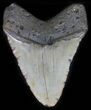Megalodon Tooth - North Carolina #59204-2